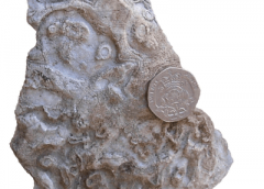 The eroded surface of this limestone has striking concentric circular textures, as shown in Figure 1.